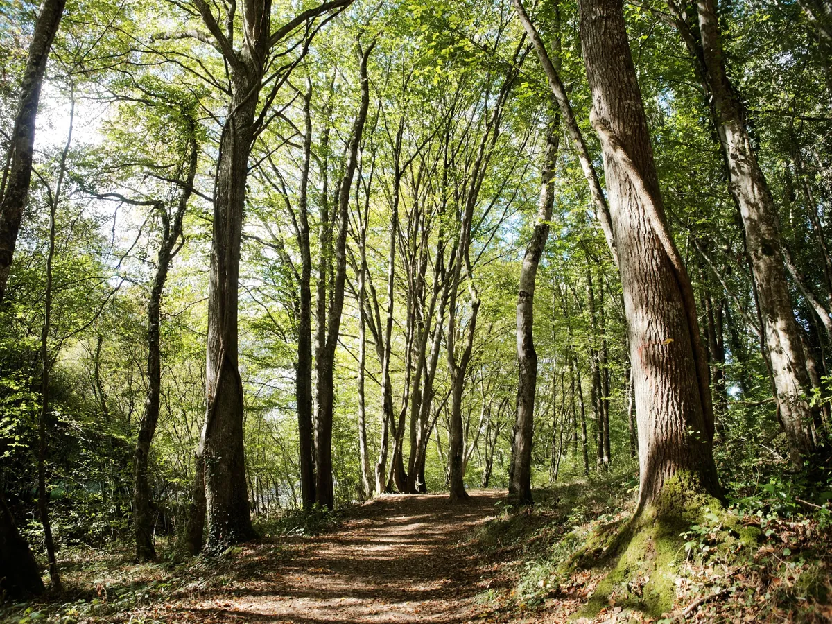 Forêt de Tronçais