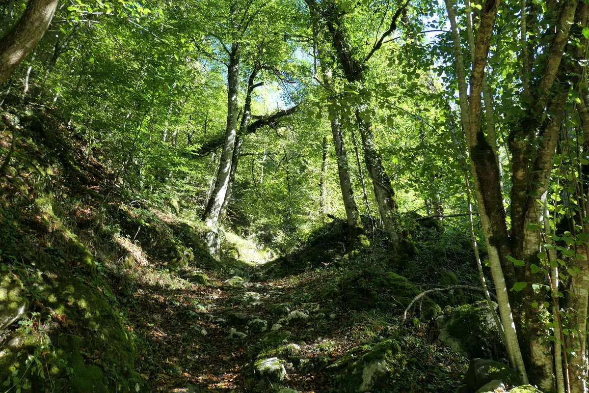 la forêt des Andaines