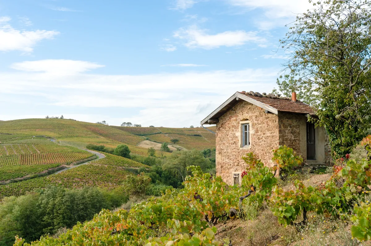 Route des Vins du Beaujolais