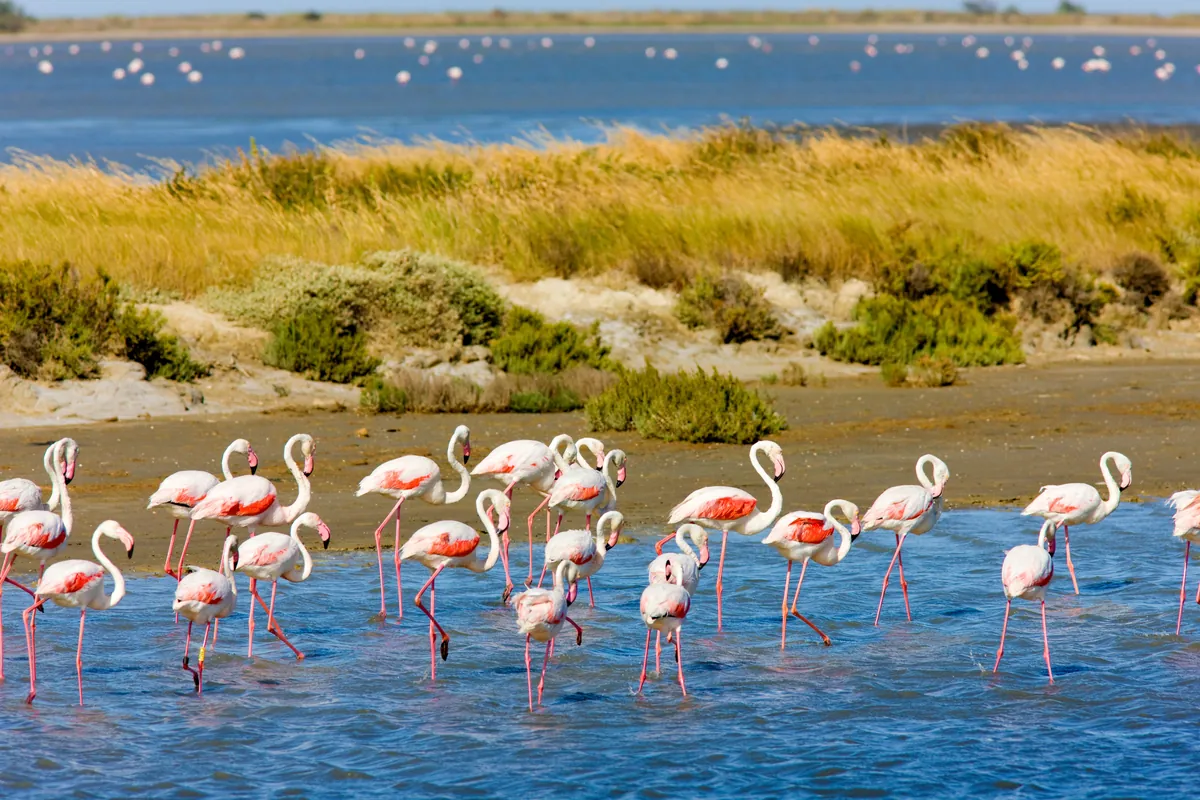 Le parc naturel régional de Camargue