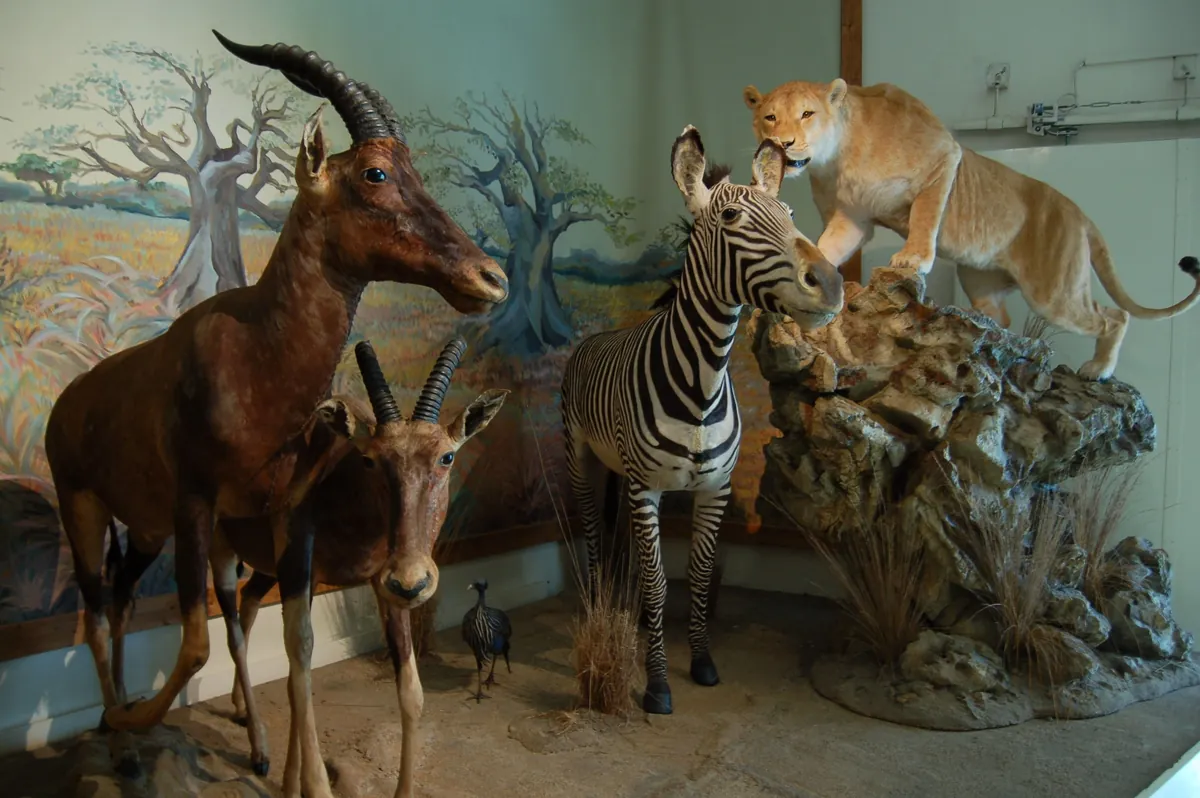 Le Muséum d’Histoire Naturelle