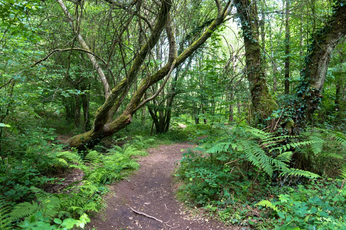 Forêt de Paimpont