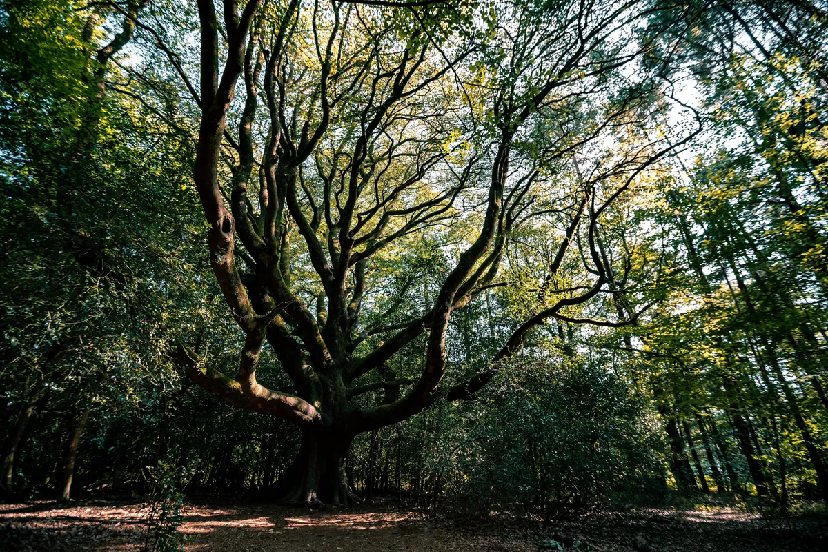 Forêt de Brocéliande
