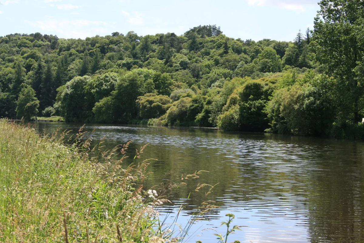 La forêt de Camors