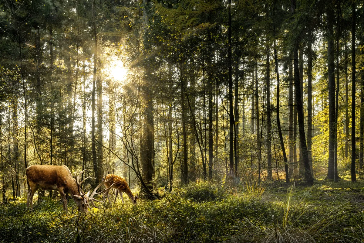 La forêt de Carnoët