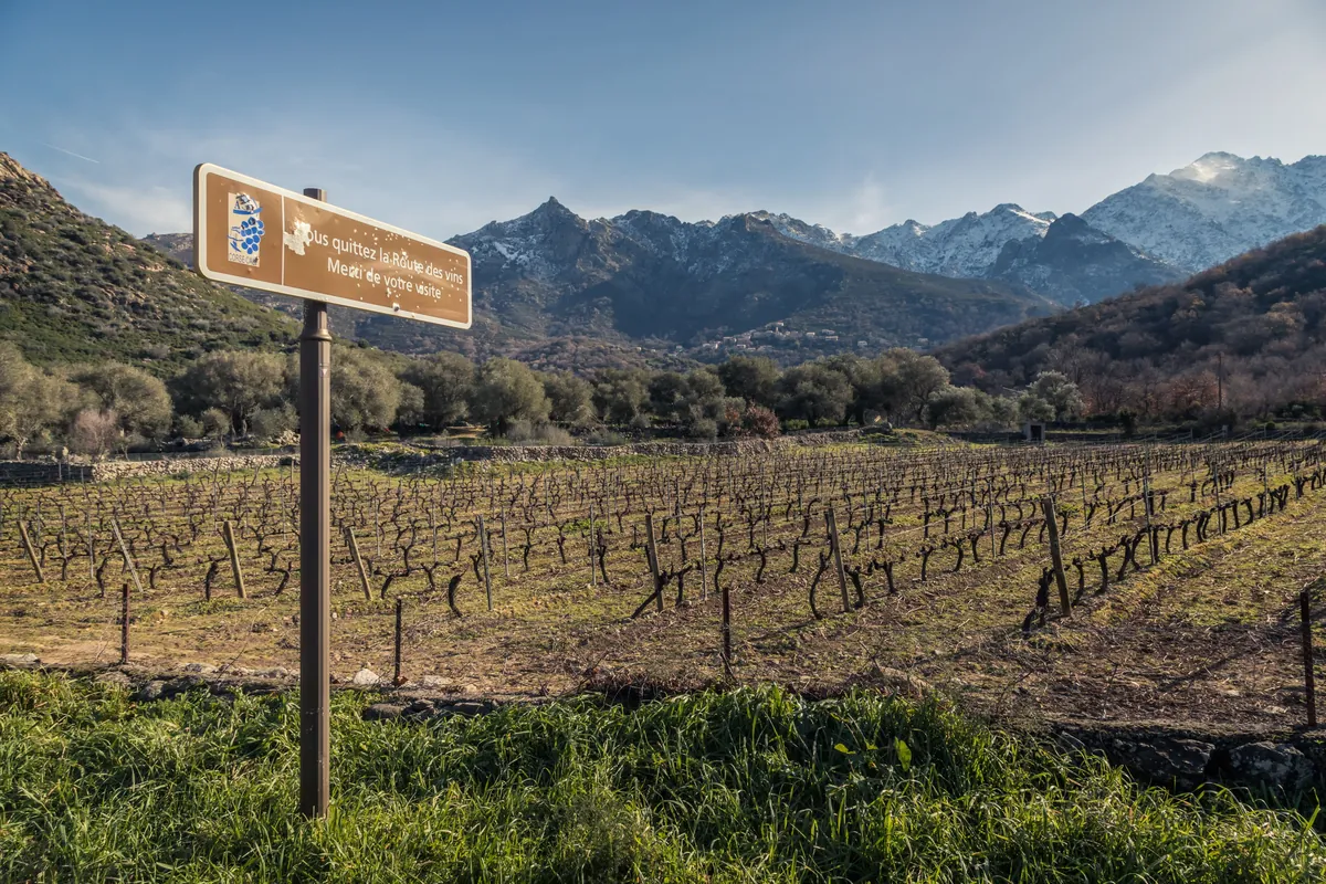 Route des Vins de Corse