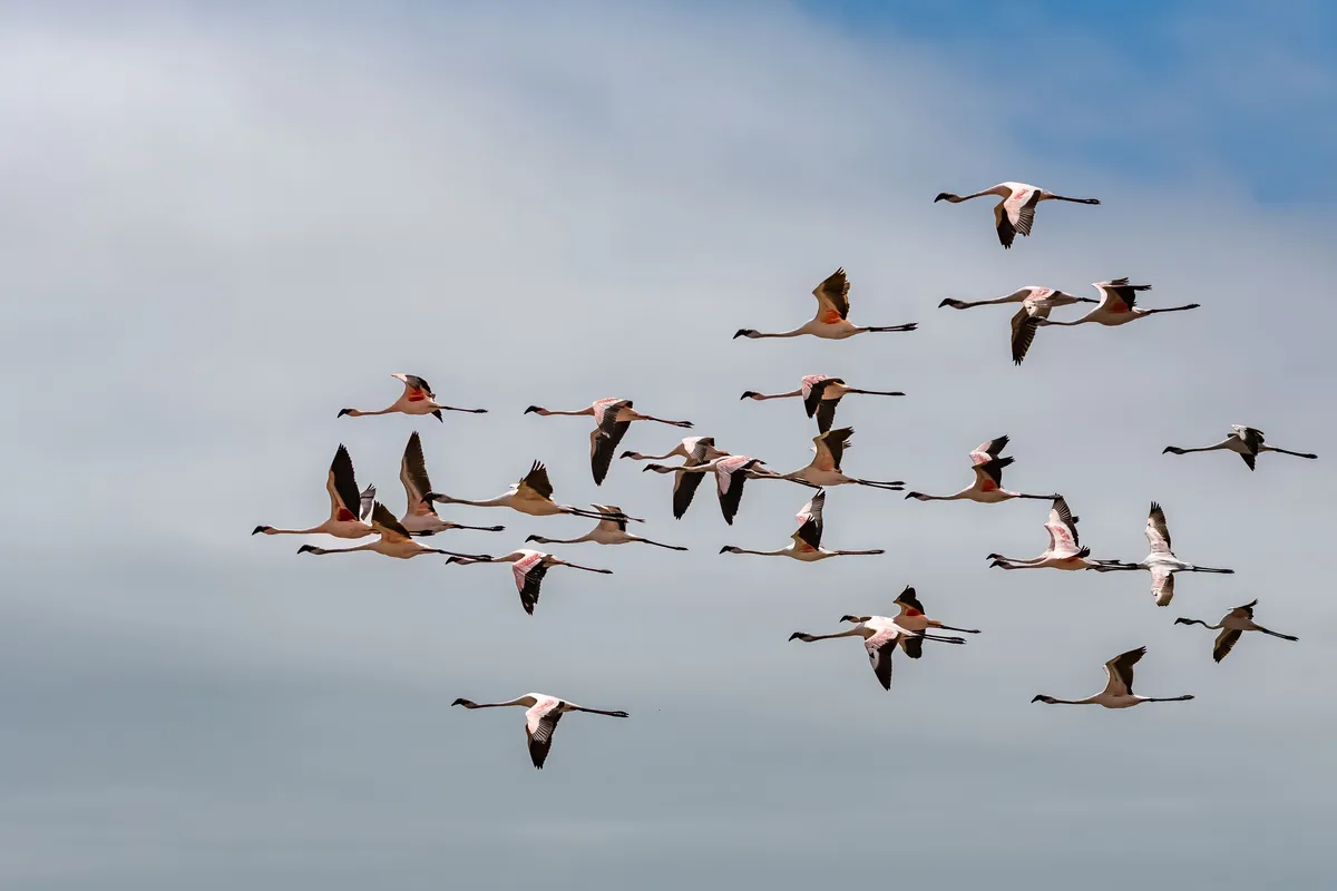 la plus grande réserve ornithologique
