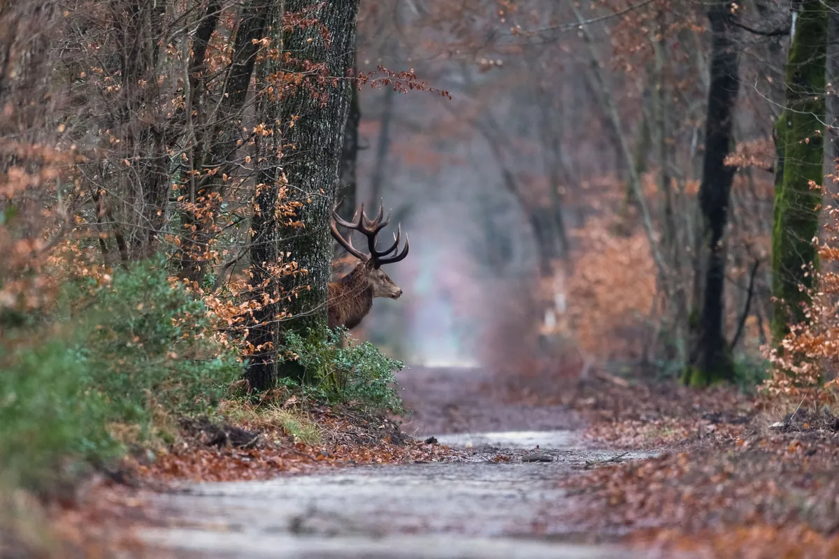 Forêt de Fontainebleau