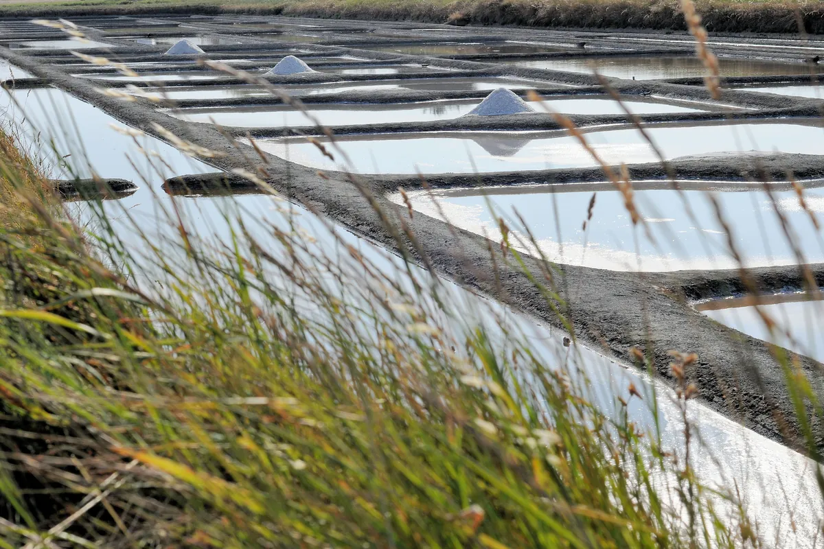 Les marais salants de Guérande