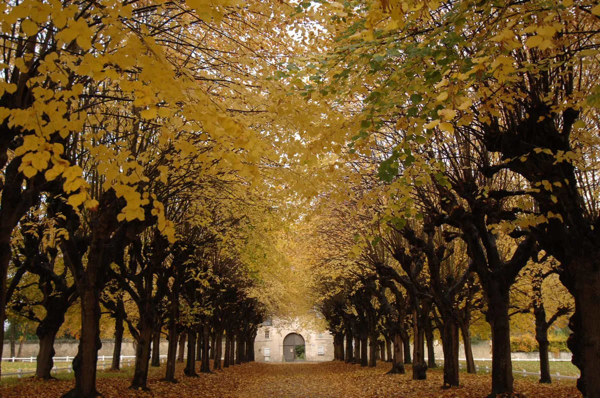 Forêt de Compiègne