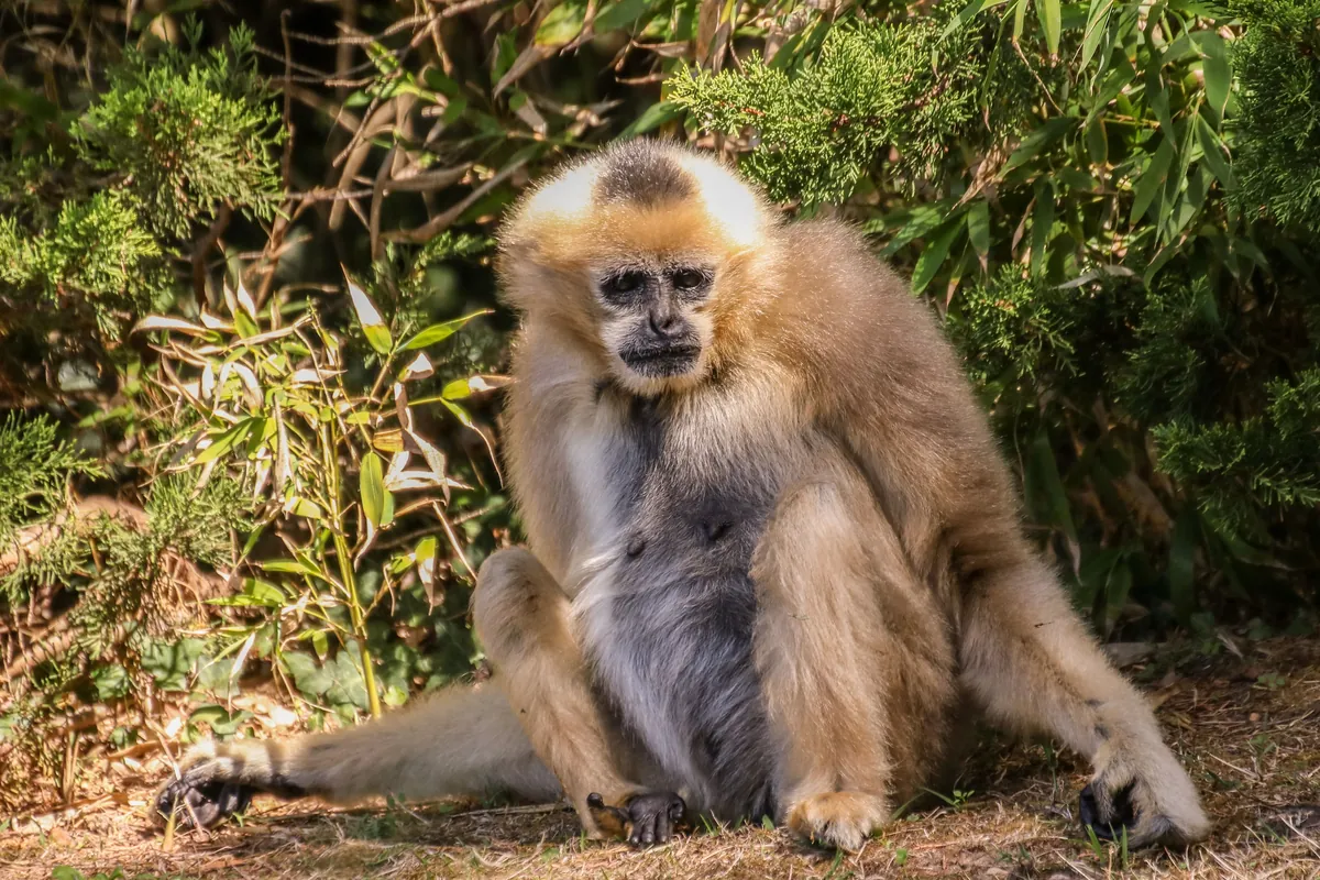 Zoo de la Flèche
