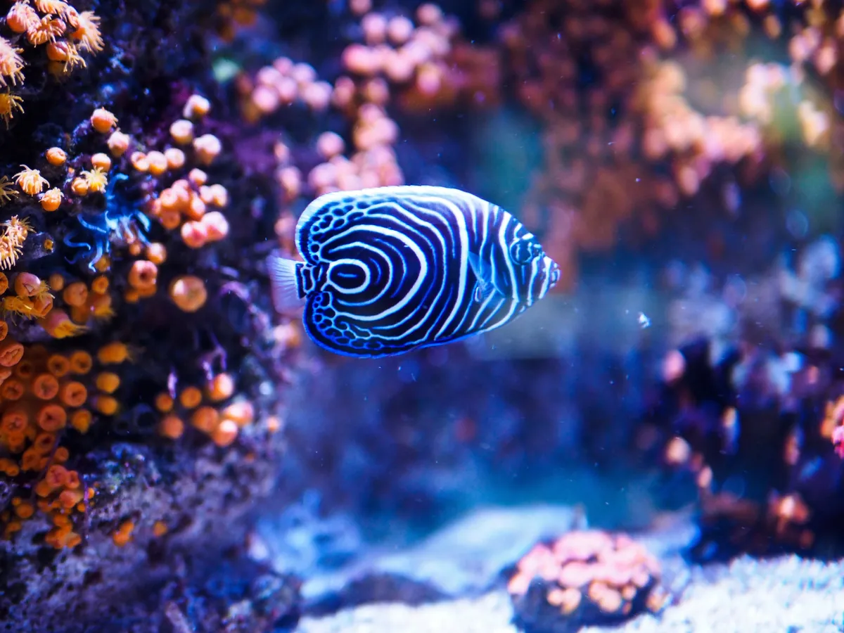 Aquarium de la Rochelle 