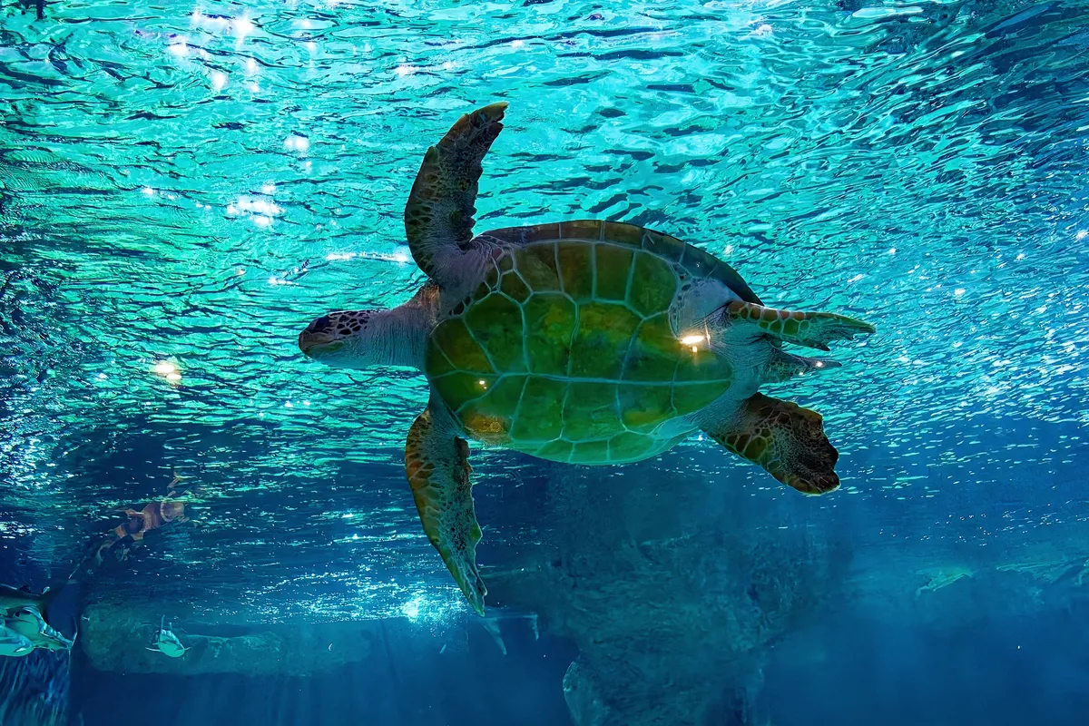 Une tortue verte vue par-dessous, nageant sous la surface d'un grand bassin de l'Océarium du Croisic