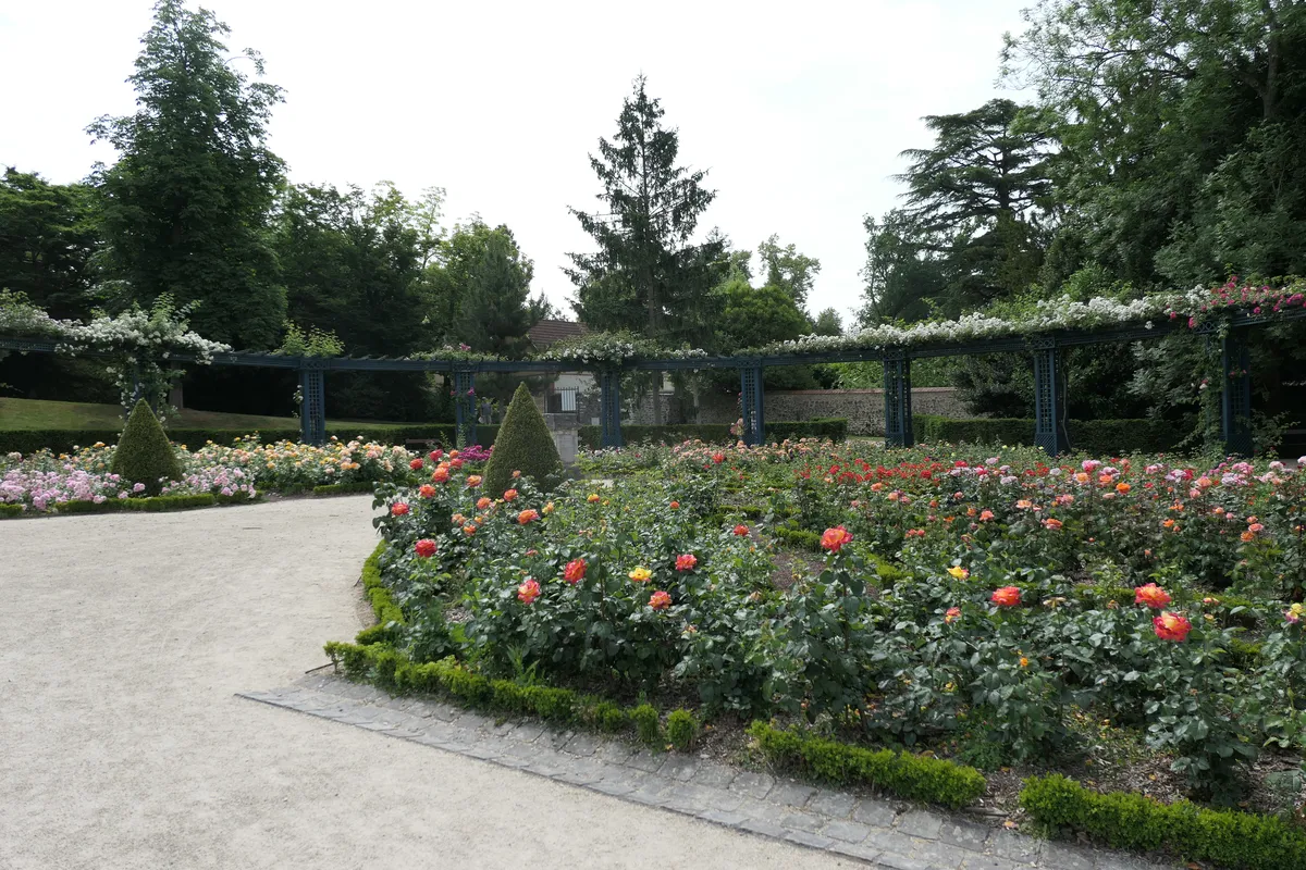 Les massifs de rosiers en fleurs et la pergola de la roseraie du jardin des Plantes du Mans