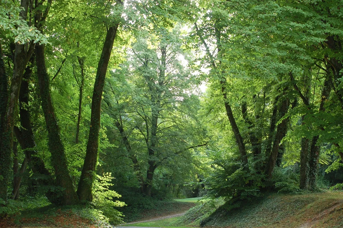 Forêt de Verdun
