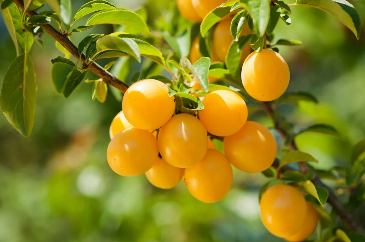 Mirabelles