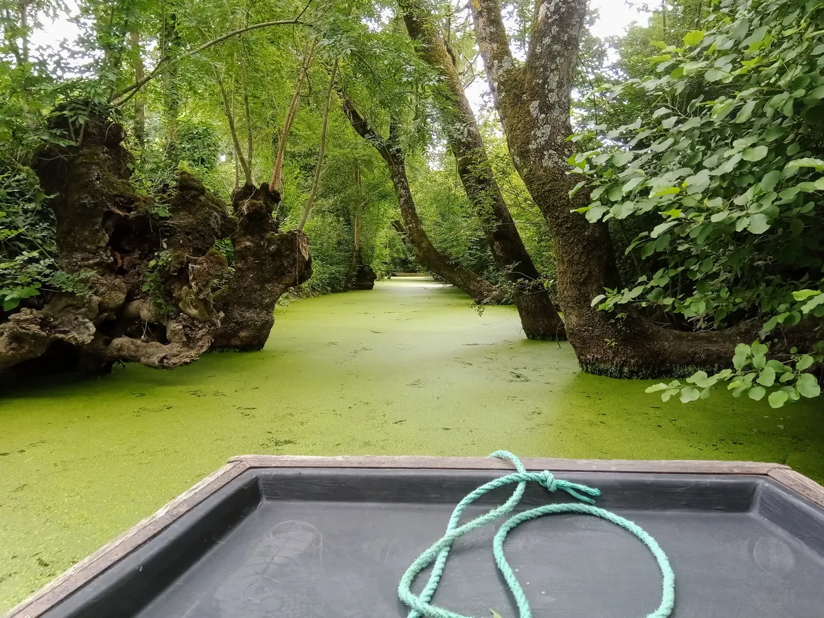 Une conche du Marais poitevin couverte de lentilles d'eau, vue depuis l'avant d'une barque, à Maillezais