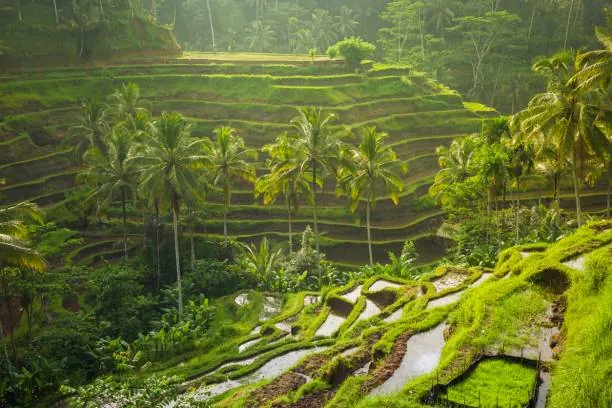 voyage Bali séjour sur mesure Indonésie agence locale
