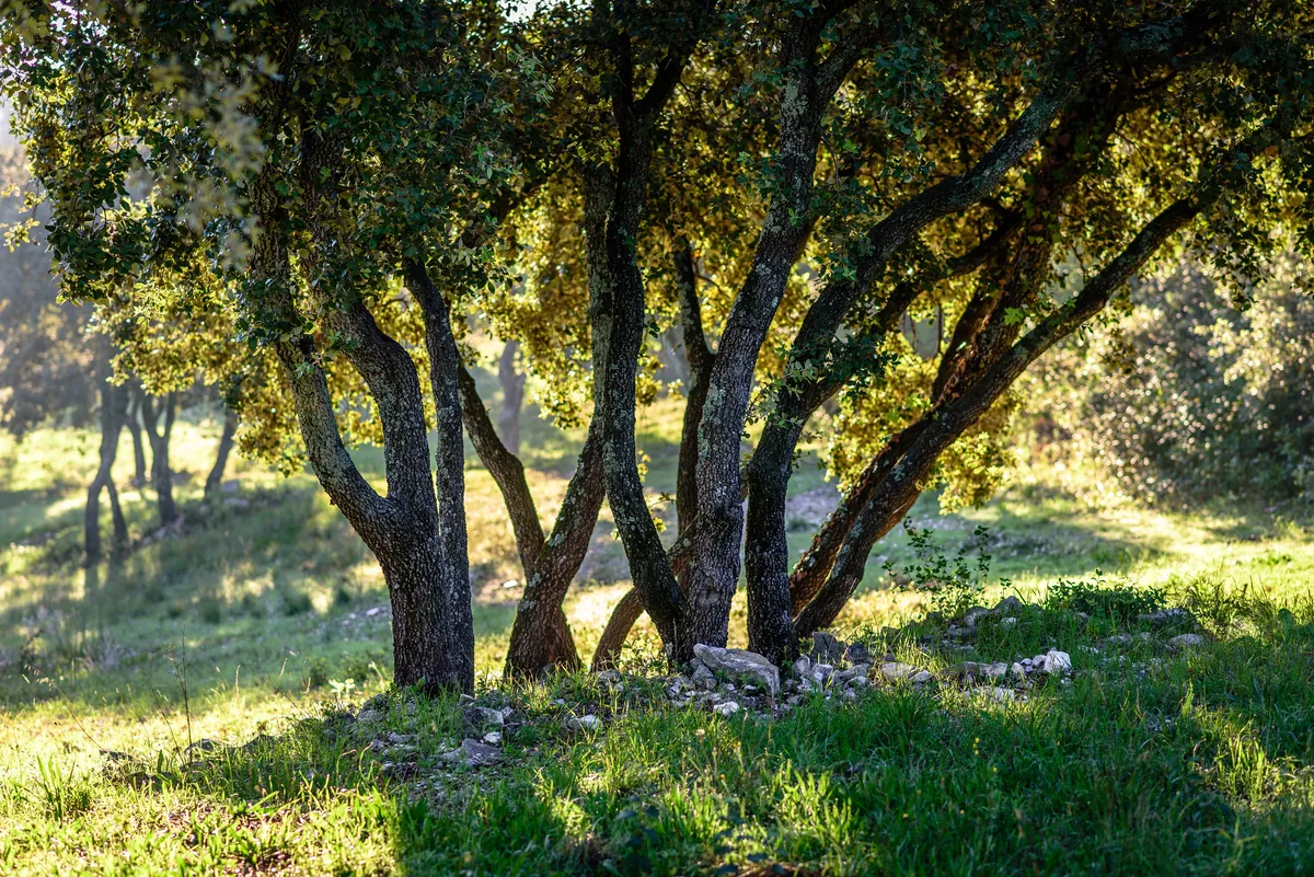 Le Bois des Espeisses Nîmes