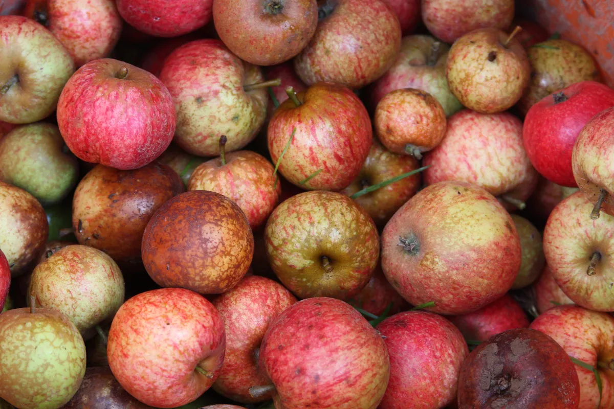 Un tas de pommes à cidre de Normandie, rouges et jaunes