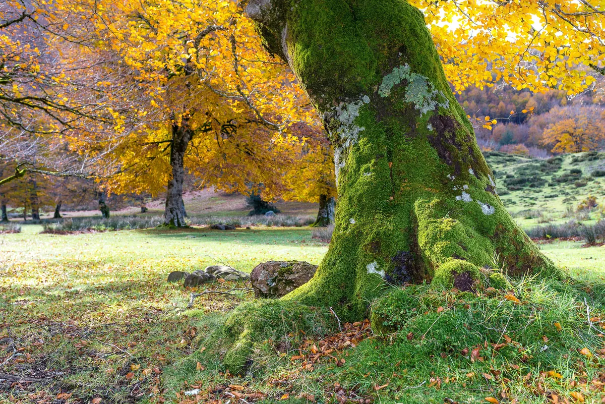 Forêt d'Iraty