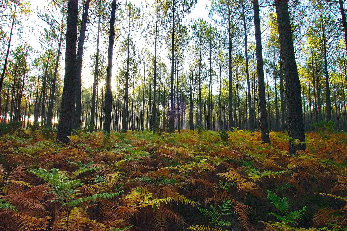 Forêt des Landes