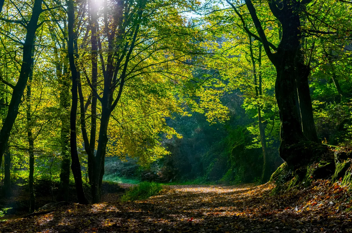 la forêt de Brocéliande