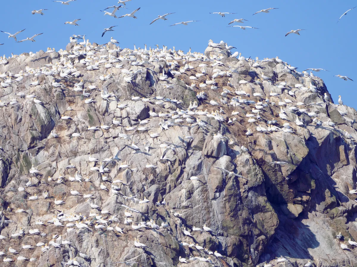 Des centaines de fous de Bassan posés sur les rochers de l'île Rouzic, d'autres en vol