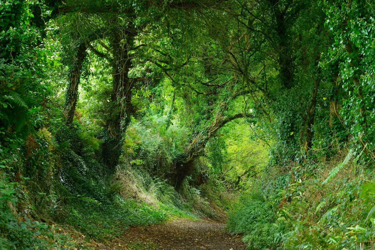 La forêt de Fougères