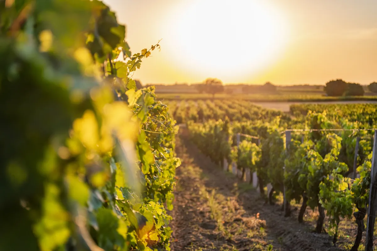 Route des Vins Val de Loire