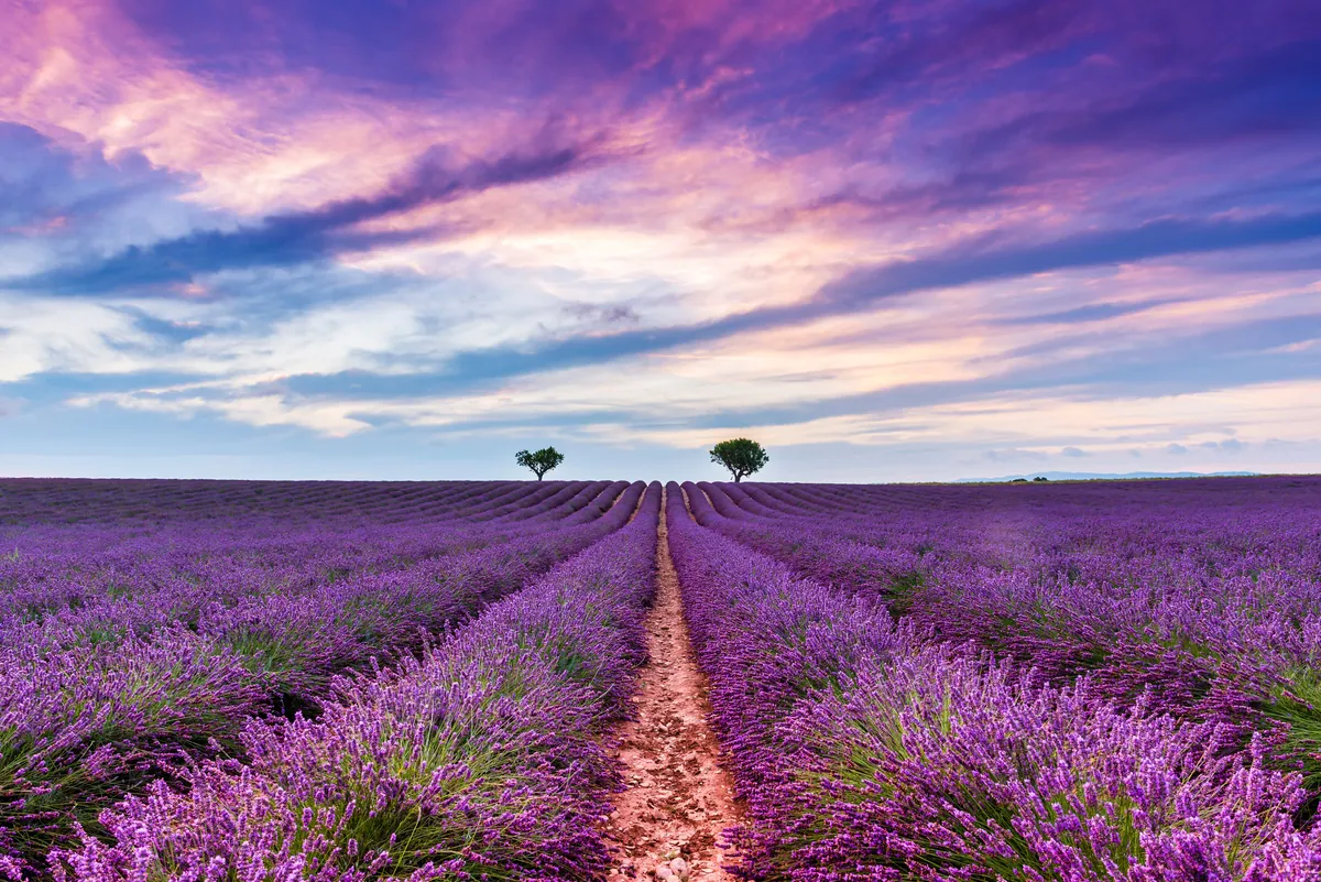Champs de lavande Valensole