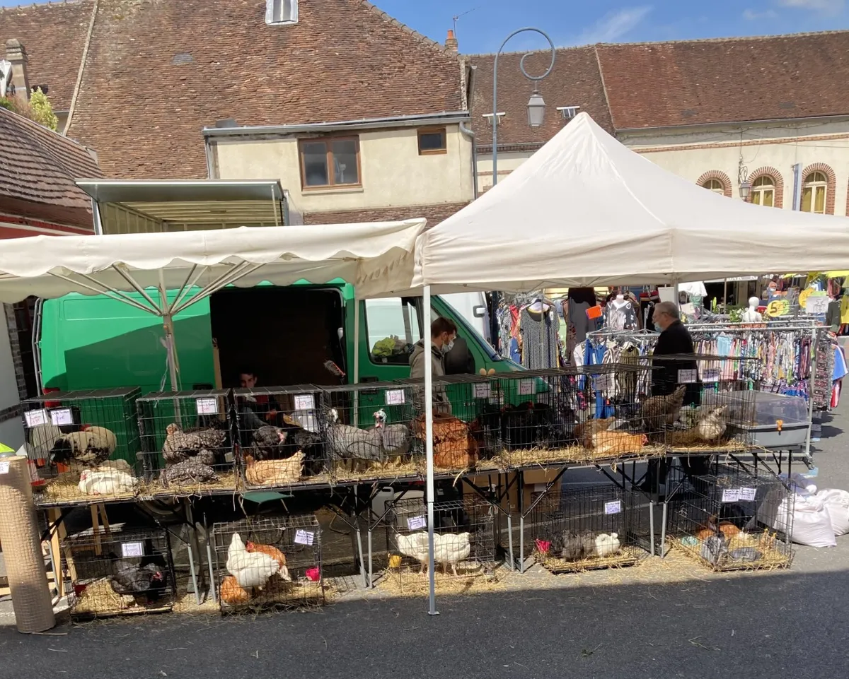 Des volailles vivantes en cages sur un étal de marché, sous un barnum, un stand de vêtements derrière